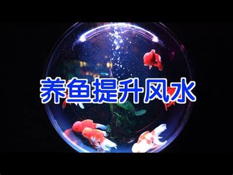 辦公室 魚|辦公室養魚風水:5種最旺財運的魚